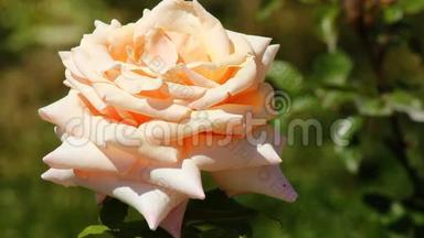 桃酥彩色玫瑰。